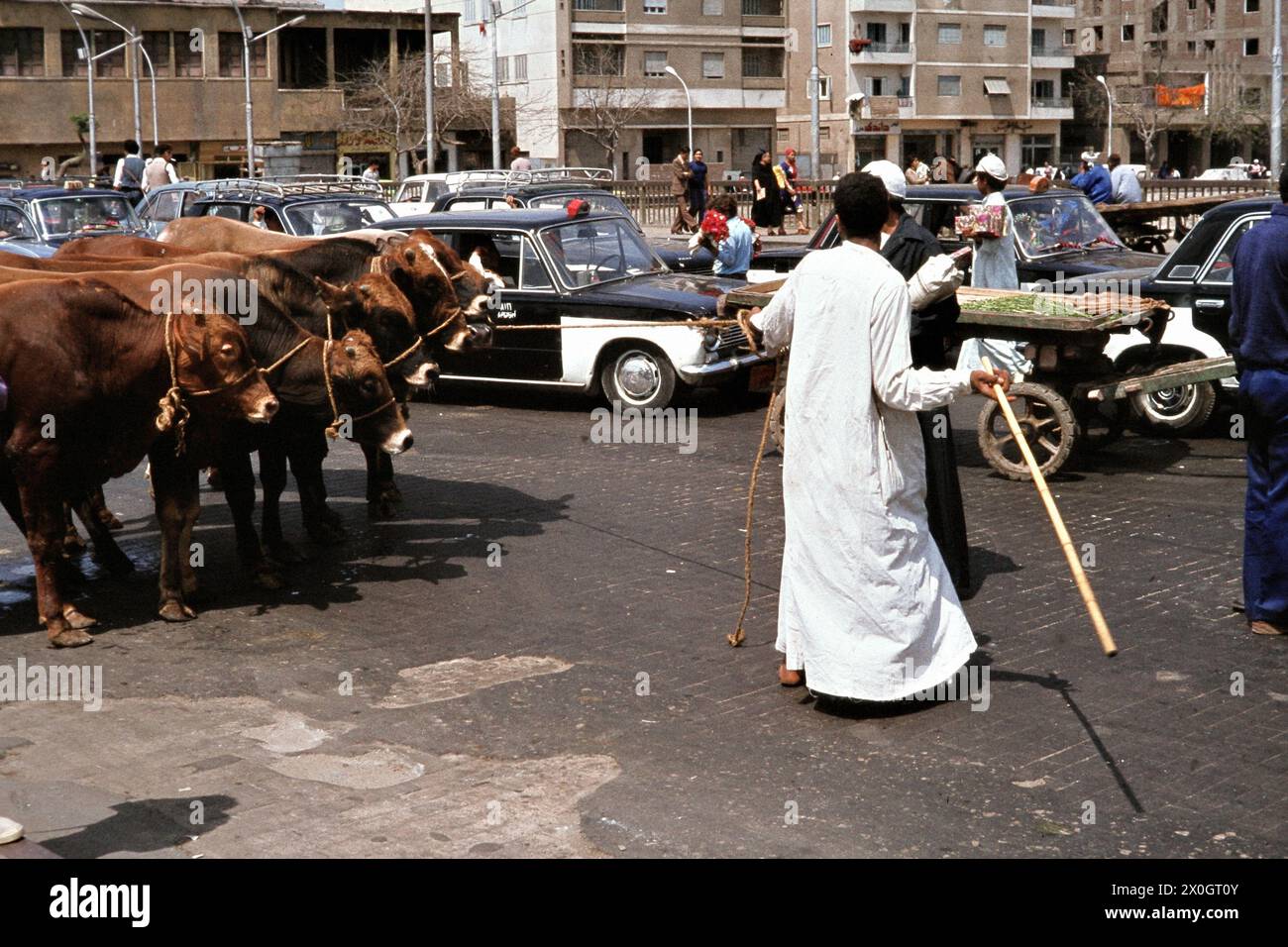 Ein Mann treibt seine Ochsen durch den großen Stadtverkehr von Kairo. [Automatisierte Übersetzung] Stockfoto