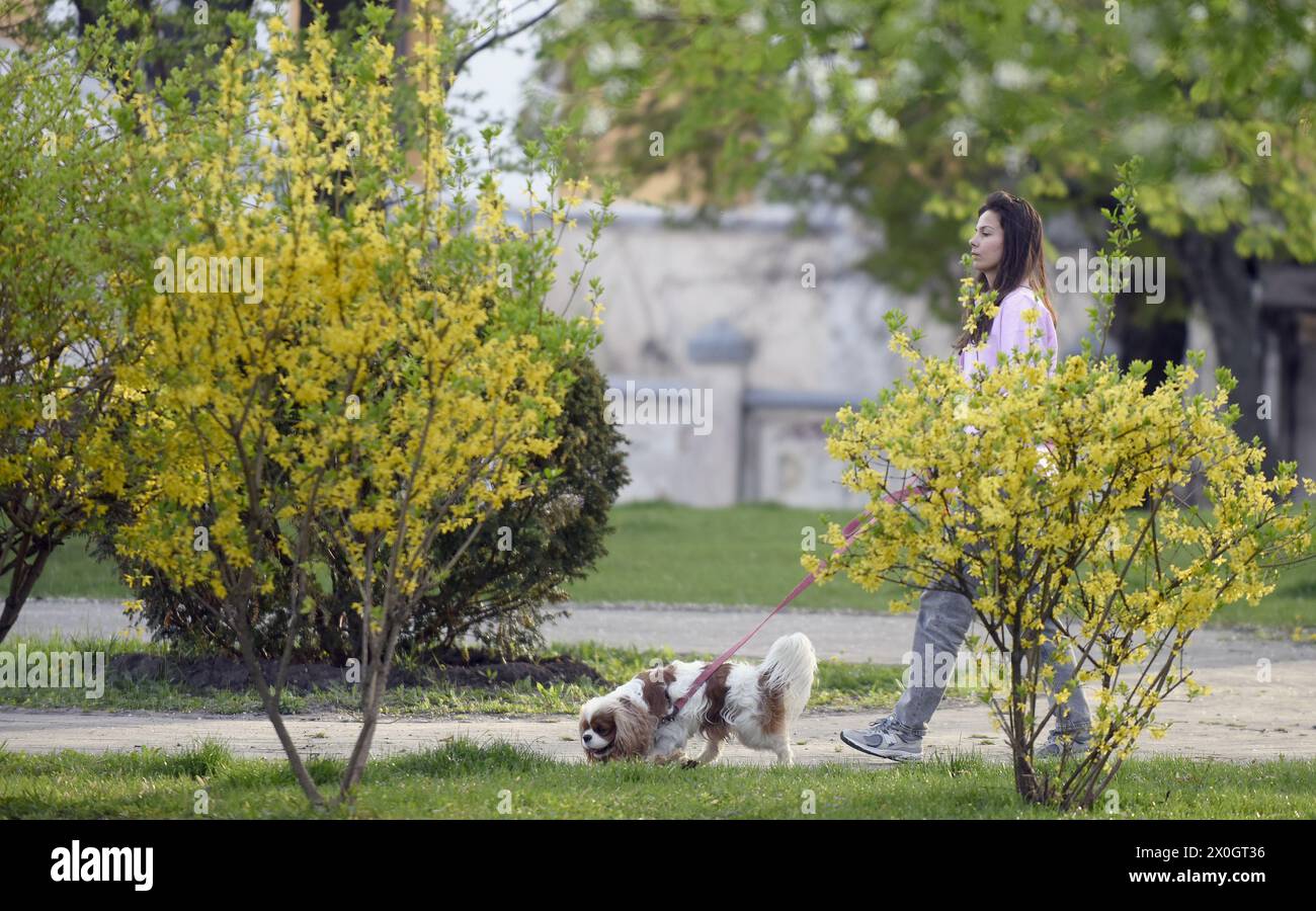 KIEW, UKRAINE - 11. APRIL 2024 - Eine Frau spaziert mit einem Hund im Wolodymyrska Hill Park in Kiew, Hauptstadt der Ukraine. Stockfoto