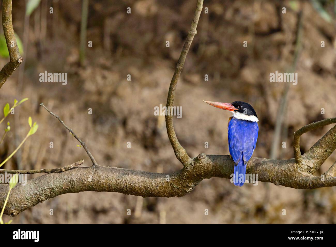 Eisvogel mit schwarzer Kappe, Halcyon pileata, Bhitarkanika, Odisha, Indien, Stockfoto