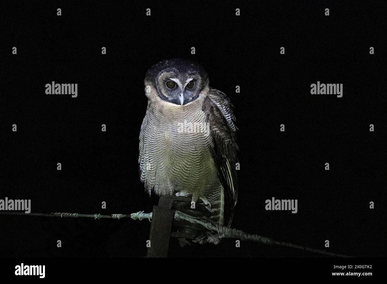 Brown Wood-Eulen, Strix leptogrammica, Westbengalen, Indien Stockfoto