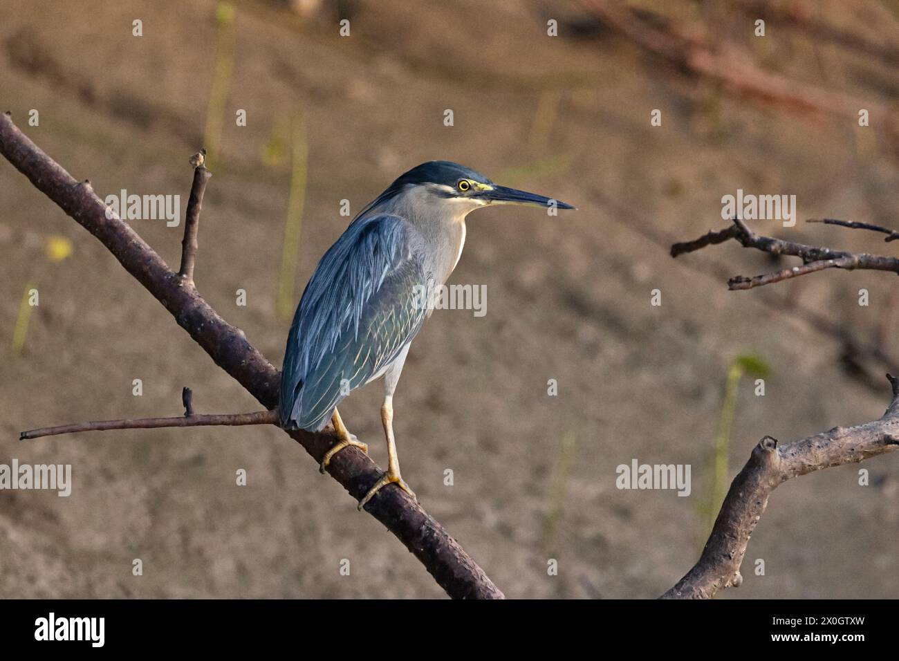 Streifenreiher, Butorides striata, Bhitarkanika, Odisha, Indien. Stockfoto