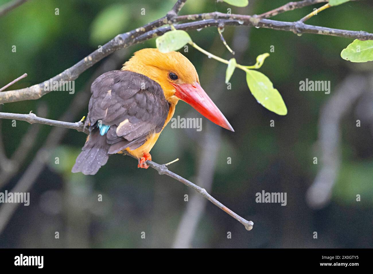 Braunflügeliger Eisvogel, Pelargopsis amauroptera, Bhitarkanika, Odisha, Indien. Stockfoto