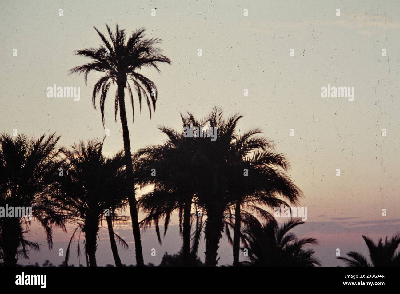 Palmen vor einem Sonnenuntergang in El Hamma du Djerid. [Automatisierte Übersetzung] Stockfoto