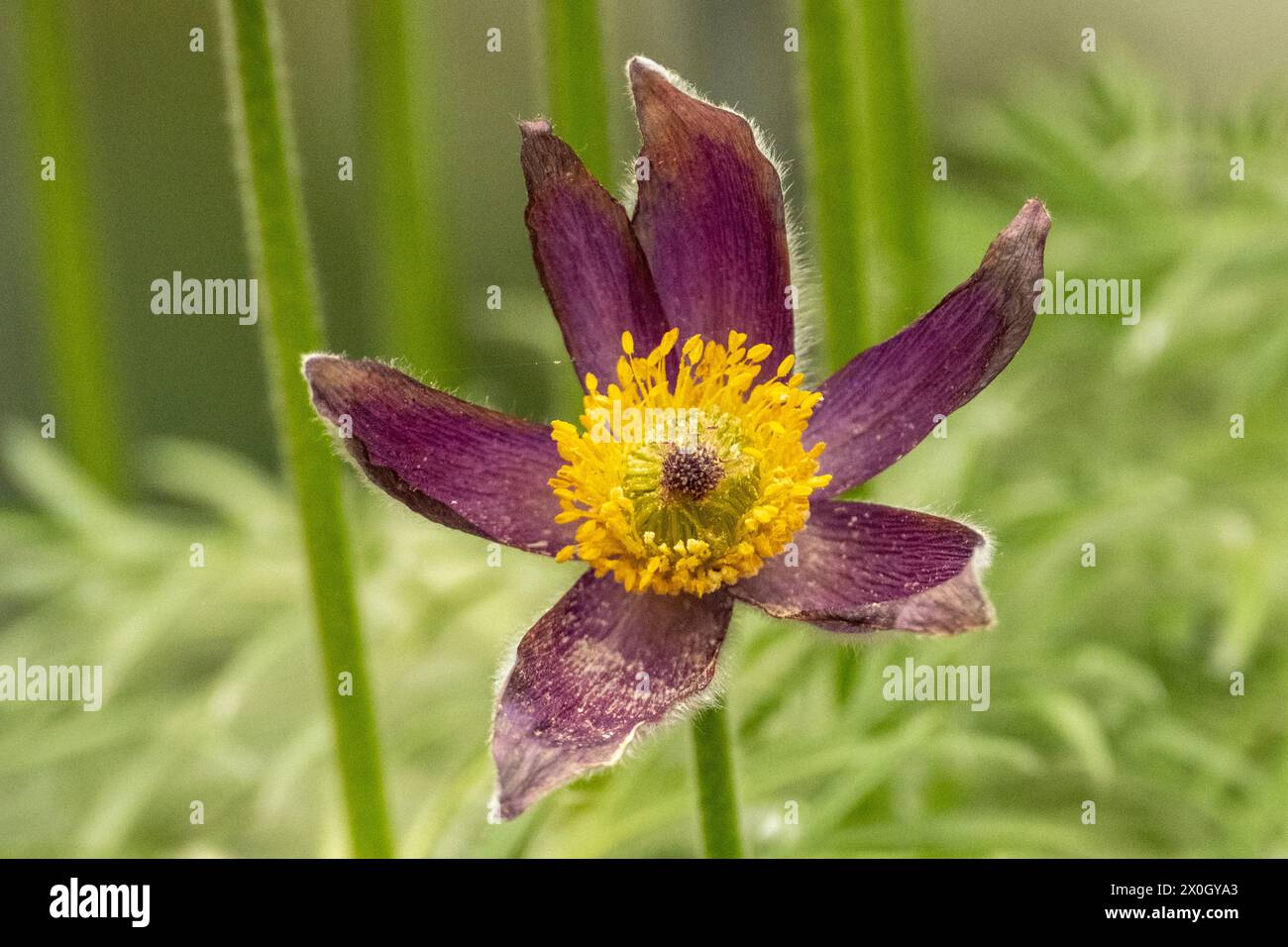 Wunderschöne Blume einer Pasque Flower Pulsatilla vulgaris Stockfoto