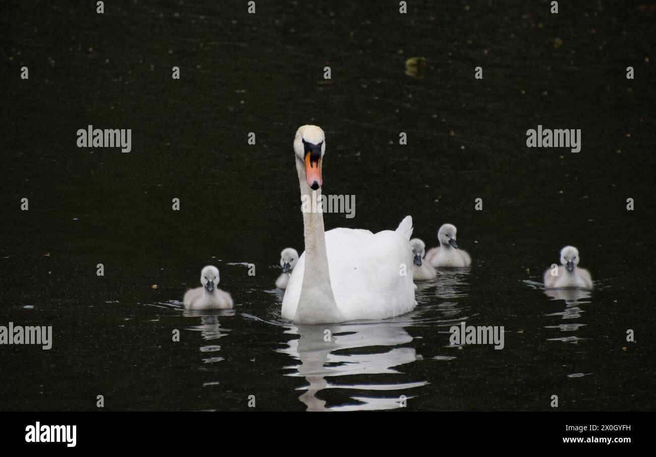 London, Großbritannien. Mai 2022. Neu geborene stumme Schwan-Zygneten schwimmen in einem Park-See mit ihren Eltern in einem Park-Teich. Quelle: Vuk Valcic / Alamy Stockfoto