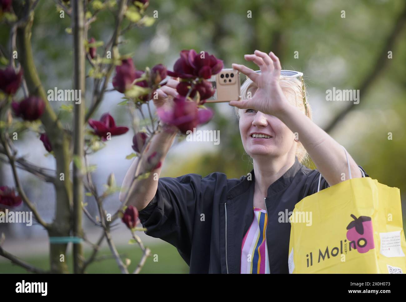 Nicht exklusiv: KIEW, UKRAINE - 11. APRIL 2024 - Eine Frau fotografiert einen blühenden Baum im Bergpark Wolodymyrska, Kiew, Hauptstadt der Ukraine. Stockfoto