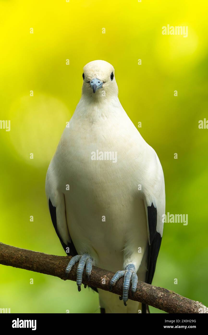 Die Kaisertaube sitzt auf einem Ast, der sich vorstellt Stockfoto