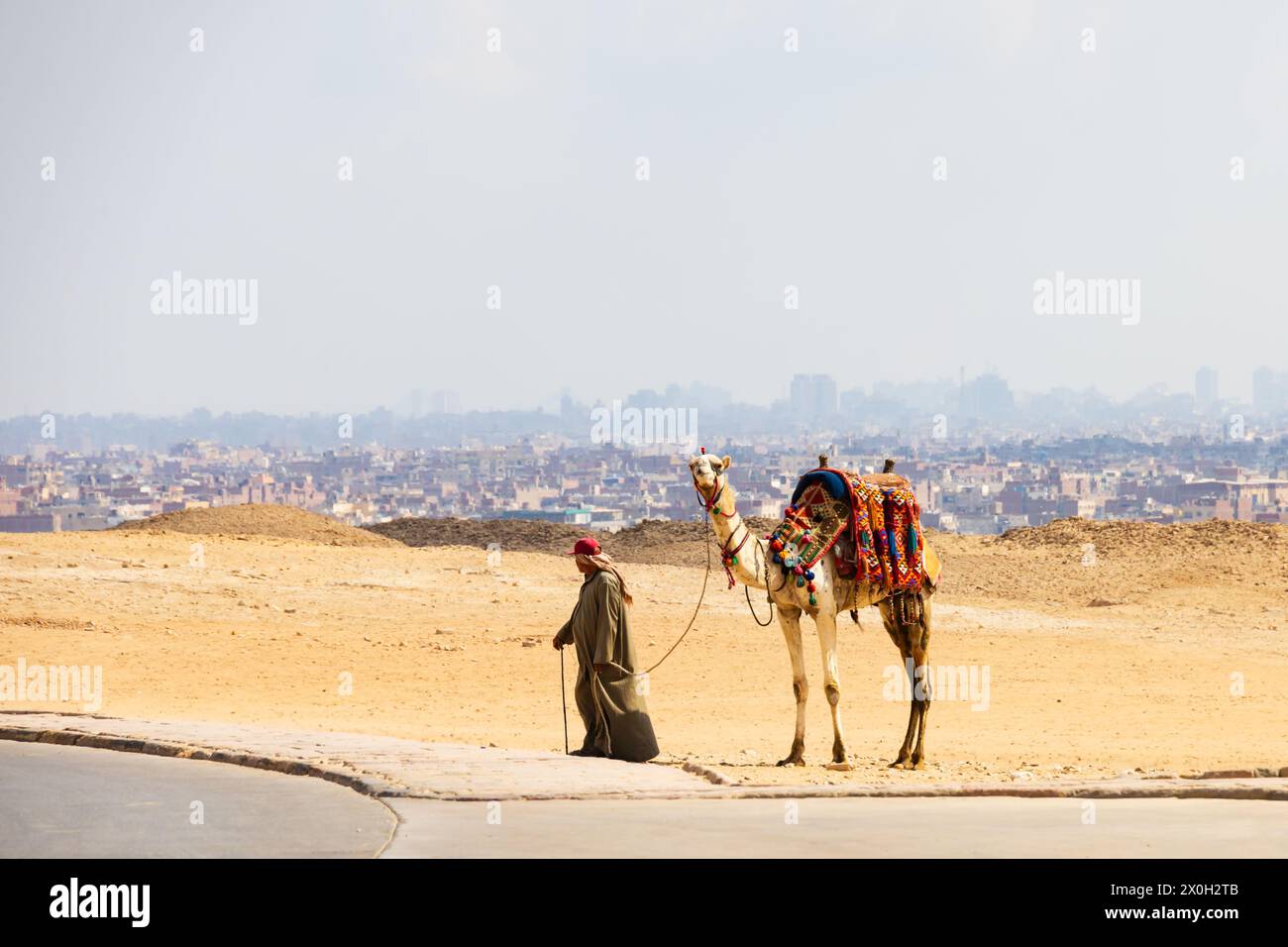 Beduinenkamel wartet auf den touristischen Handel an den Großen Pyramiden von gizeh, mit der Skyline von Kairo. Ägypten Stockfoto