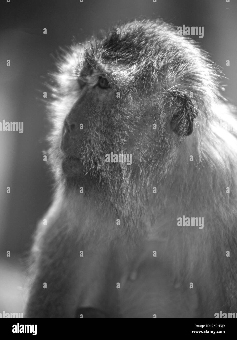 Javaneraffe, Langschwanzmakak, Java-Makak, Krabbenesser (Macaca fascicularis), Langschwanzmakaken, Weibchen Stockfoto