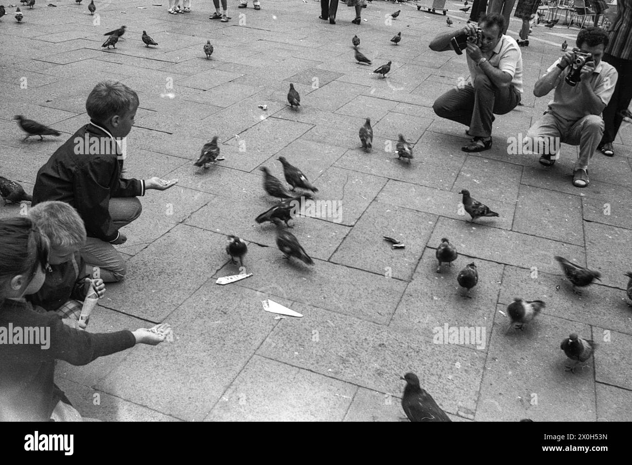 Kinder versuchen Tauben aus ihren Händen zu füttern und die Väter versuchen, sie zu fotografieren. [Automatisierte Übersetzung] Stockfoto