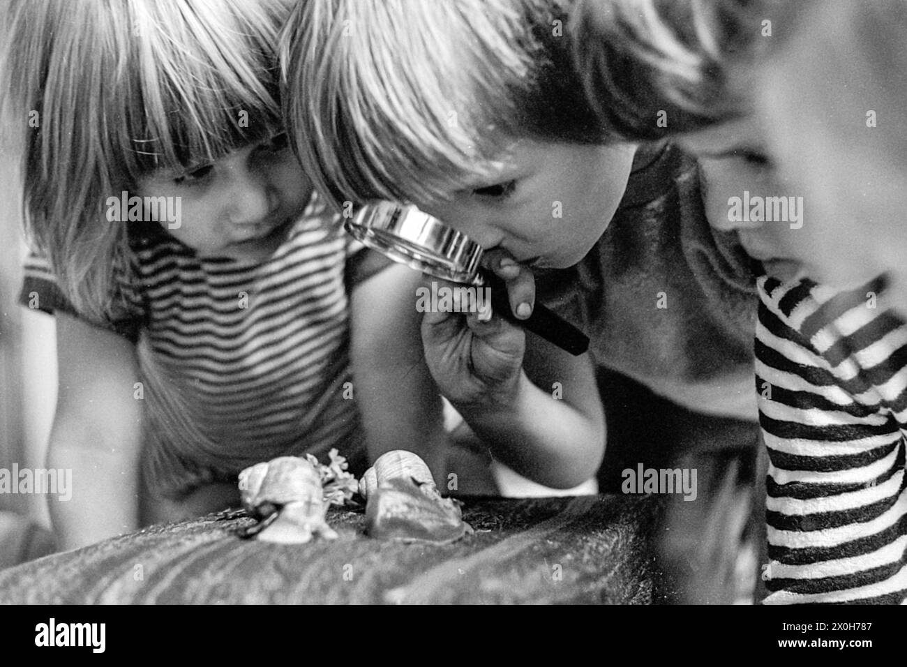 Kinder beobachten Schnecken sehr genau mit einer Lupe [automatisierte Übersetzung] Stockfoto