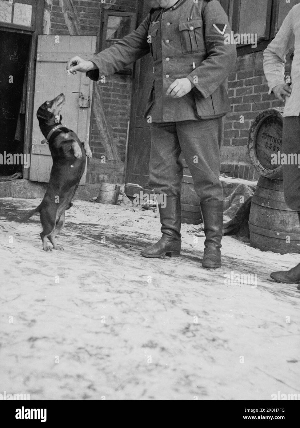 "Ein Dackel, das Maskottchen der Einheit, macht "kleine Männer". Das Bild wurde von einem Mitglied des 154. Infanterieregiments/58. Infanteriedivision in Frankreich aufgenommen. [Automatisierte Übersetzung]“ Stockfoto