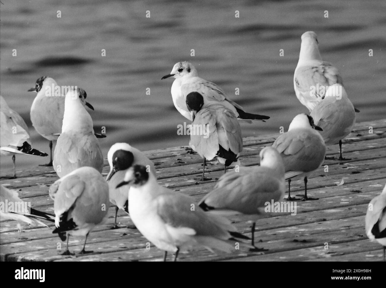 Die Vogelwelt am Starnberger See ist immer fotogen, wie auch hier [automatisierte Übersetzung] Stockfoto