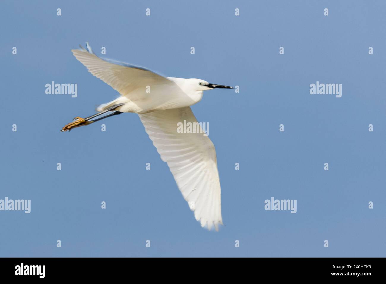 Little Egret, norfolk Marshlands, Cley Marshes, Großbritannien Stockfoto