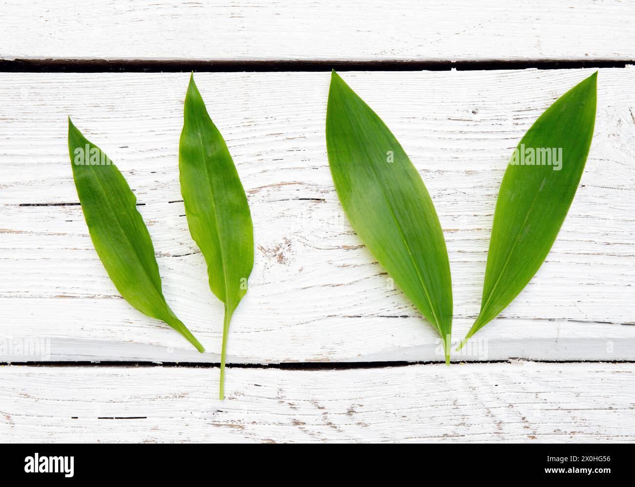 Zwei sehr ähnliche Frühlingsblätter. Auf der linken Seite befindet sich schmackhaftes, essbares Allium ursinum, bekannt als wilder Knoblauch, und auf der rechten Seite ist sehr giftiger Convallaria majalis Stockfoto