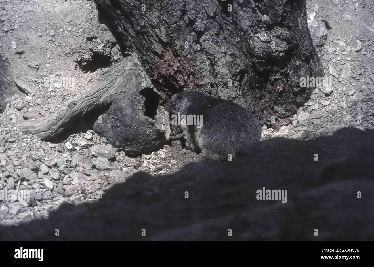 Marmot im Alpinarium, einem kleinen Tierpark, der 1970 eröffnet und 1976 wieder geschlossen wurde. [Automatisierte Übersetzung] Stockfoto