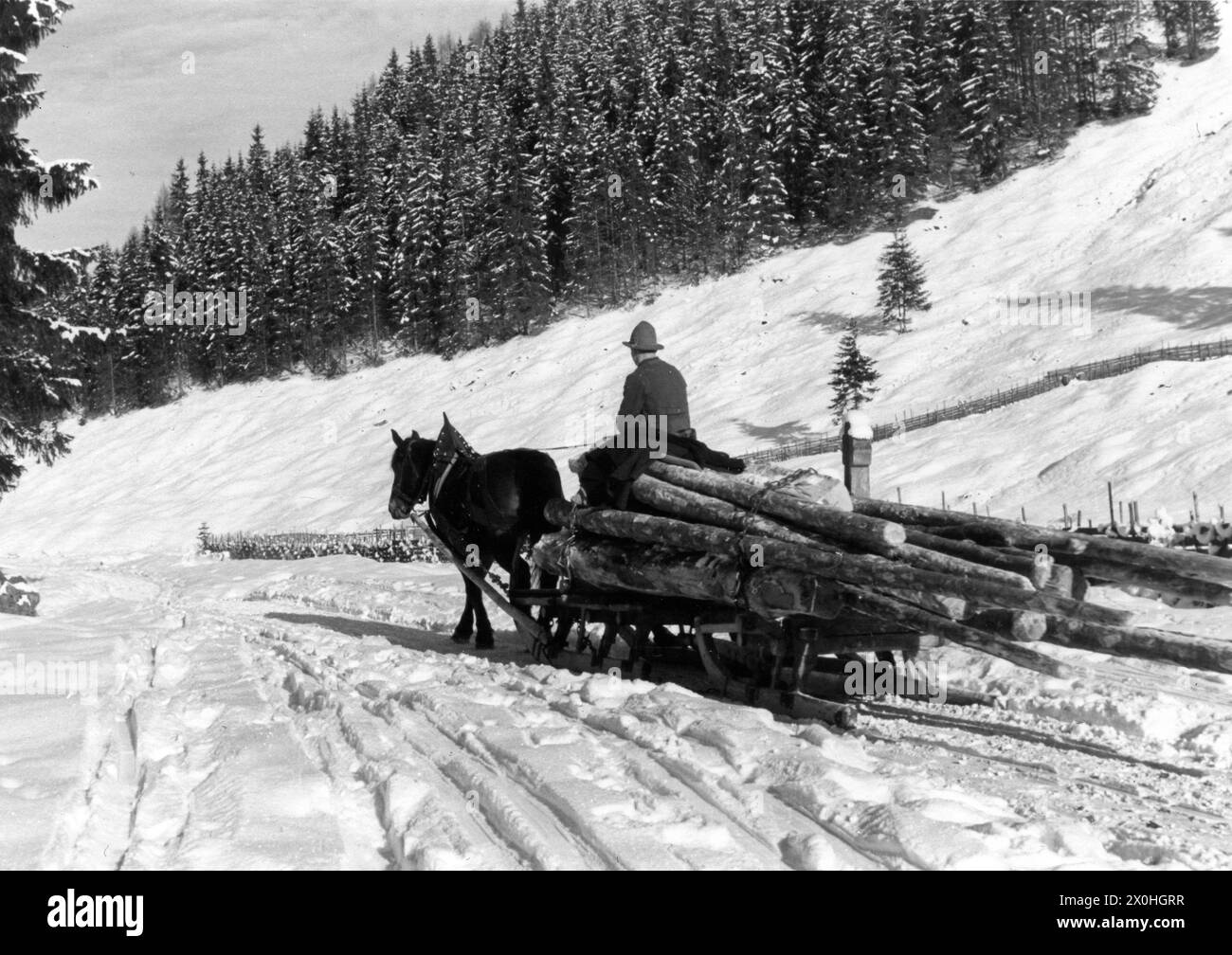 Holzbeseitigung im Winter mit einem Pferdeschlitten. Stockfoto