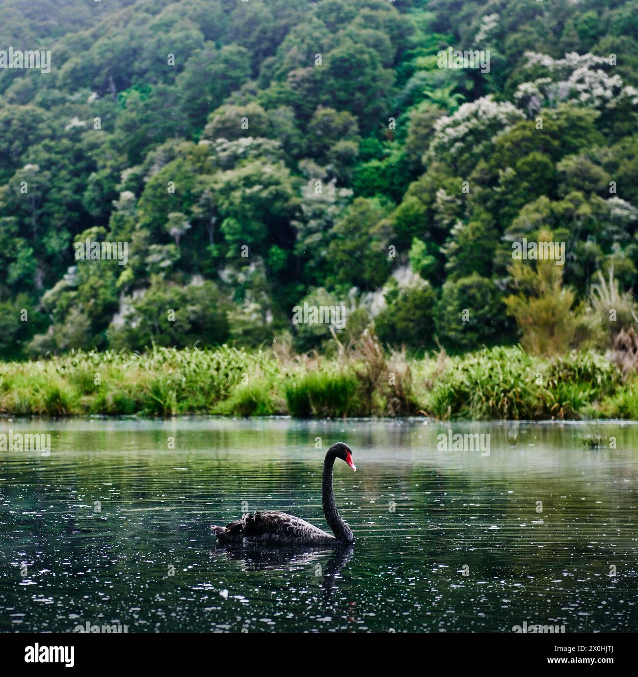 Schwarzer Schwan in einem Teich in Rotorua, Nordinsel, Neuseeland Stockfoto