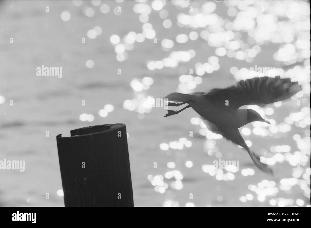Die Vogelwelt am Starnberger See ist immer fotogen, wie hier, wo die Möwen abheben [automatisierte Übersetzung] Stockfoto