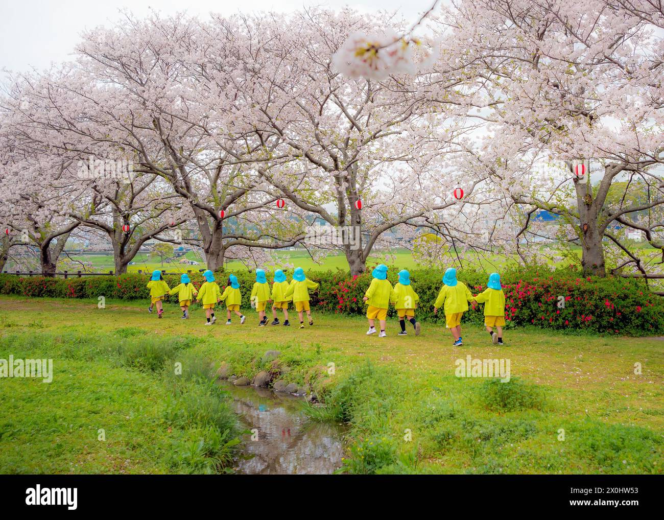 Vorschulkinder spazieren unter den Kirschblüten oder Sakura-Bäumen in Japan. Stockfoto