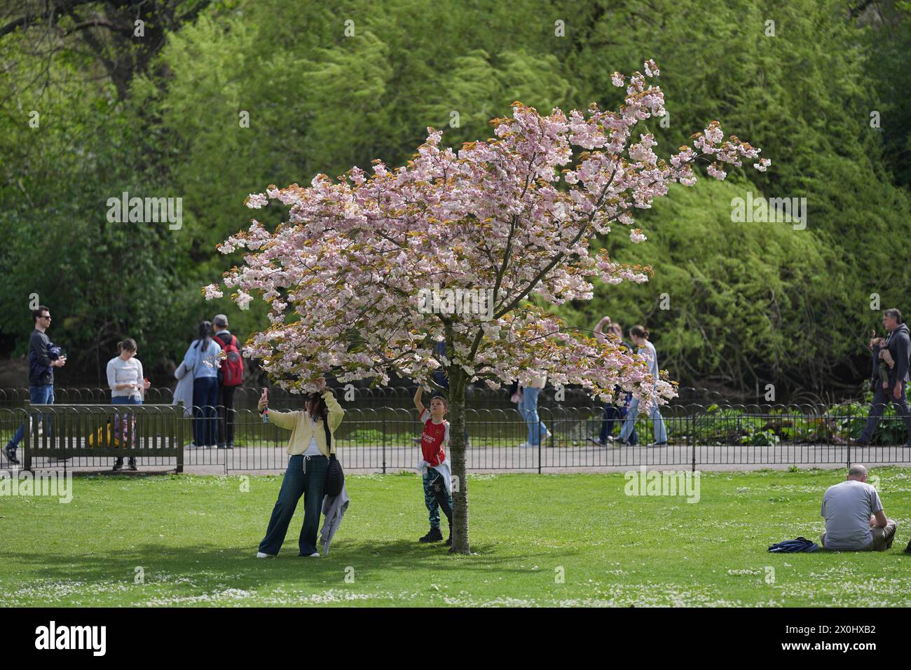 Eine Frau fotografiert einen Kirschblütenbaum im Londoner St. James's Park. Bilddatum: Freitag, 12. April 2024. Stockfoto