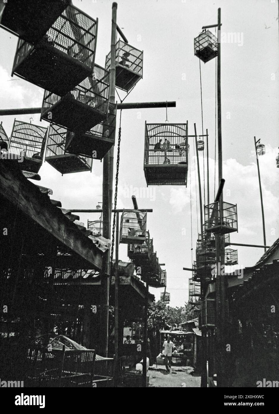 Blick entlang einer schmalen Gasse auf einem Vogelmarkt in Yogyakarta in Indonesien. Die Gasse ist auf der linken und rechten Seite schmal mit Marktständen. An den Ständen hängen hohe Gerüste und lange Stangen viele verschiedene Vogelkäfige. Sie bestehen aus Metall oder gewebtem Material und sind unterschiedlich geformt. Die Käfige an den langen Polen können mit einer Riemenscheibe abgesenkt werden. [Automatisierte Übersetzung] Stockfoto