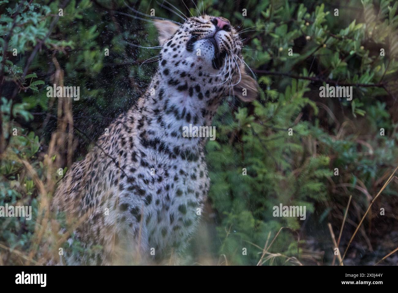 Leopard im Regen, Nxai Pan, Botswana Stockfoto