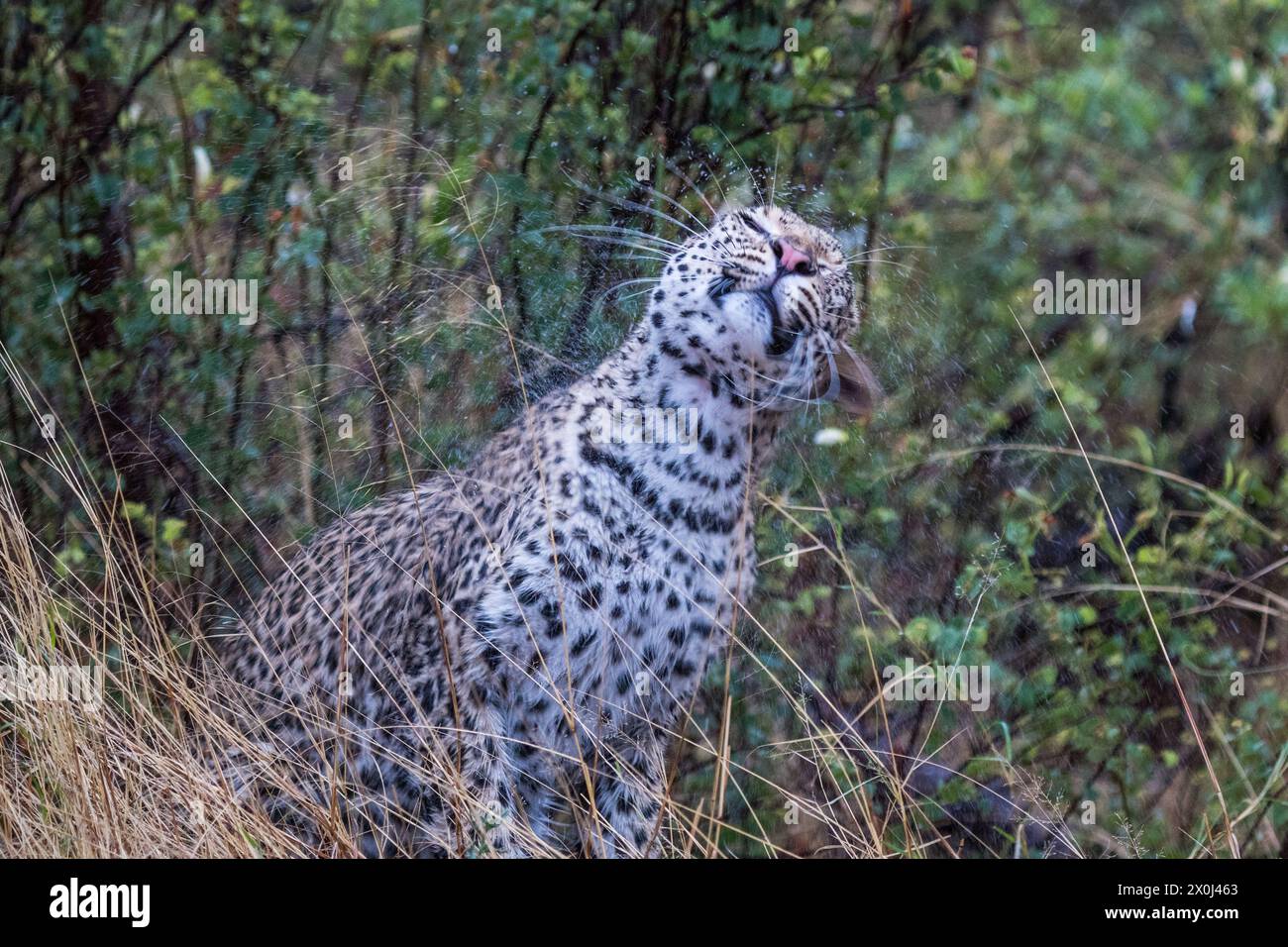 Leopard im Regen, Nxai Pan, Botswana Stockfoto