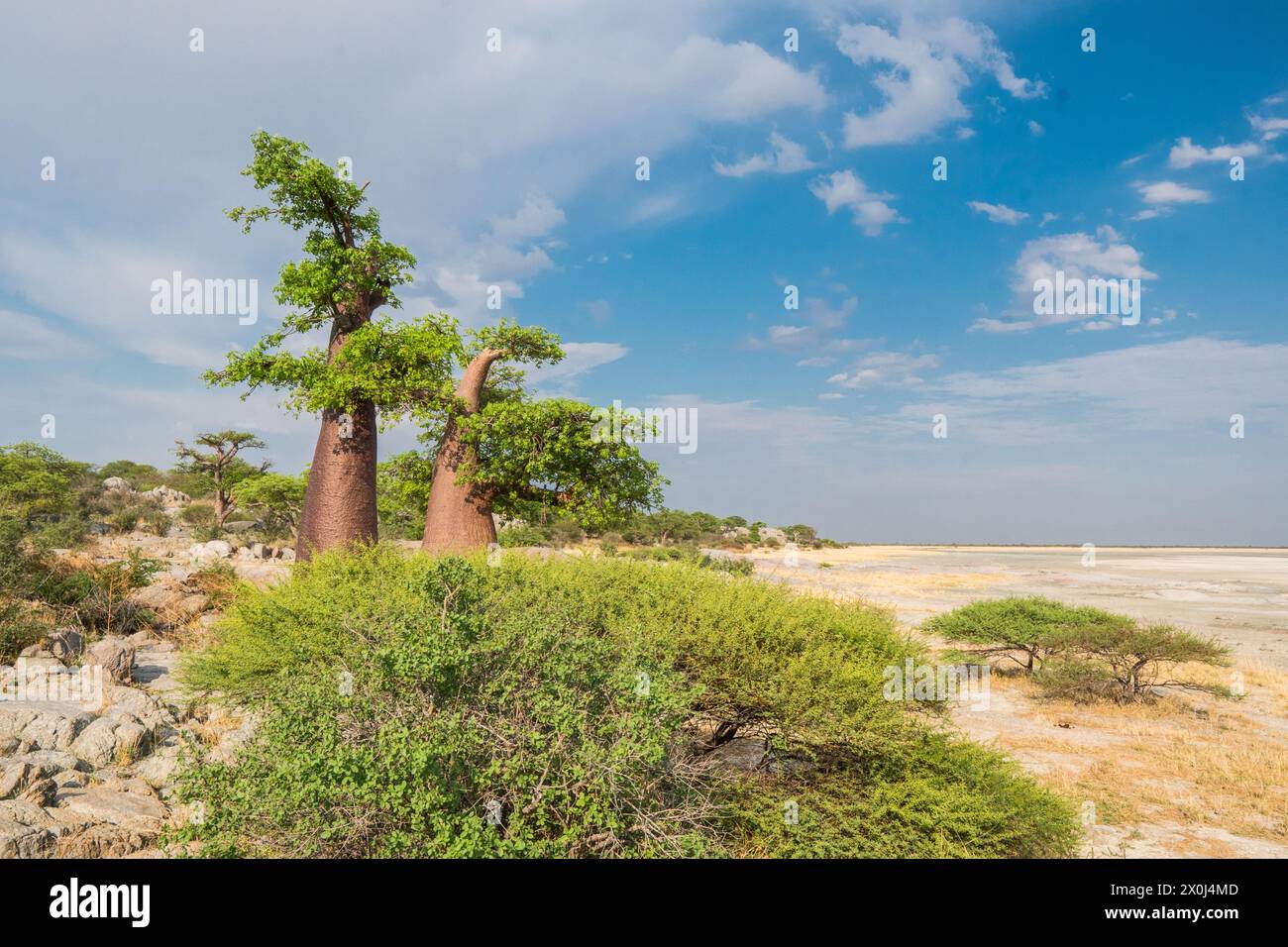 Baobab auf Kubu Island, Botswana Stockfoto