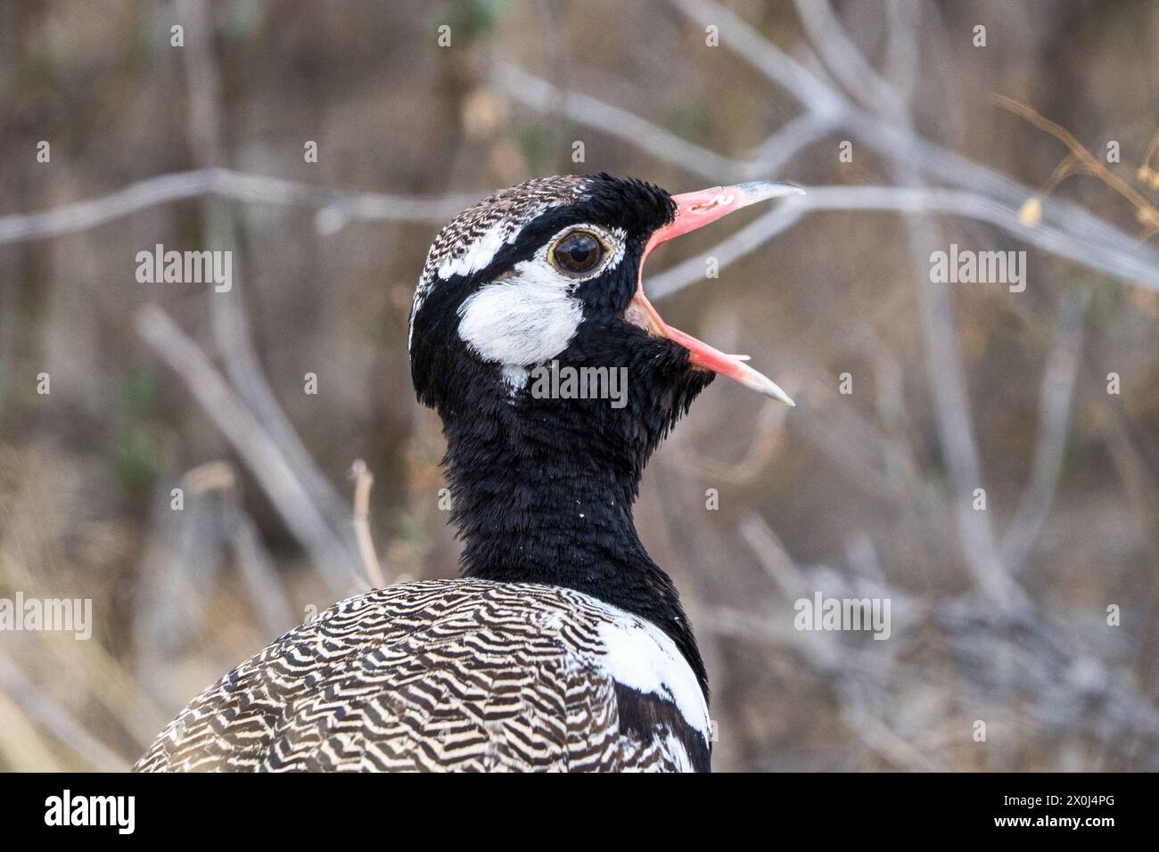 Der schwarze Korhaan in Zentral-Kalahari, Botswana Stockfoto