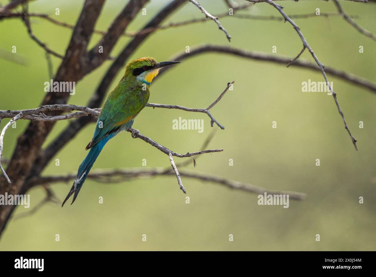 Bienenfresser in Zentral-Kalahari, Botswana Stockfoto