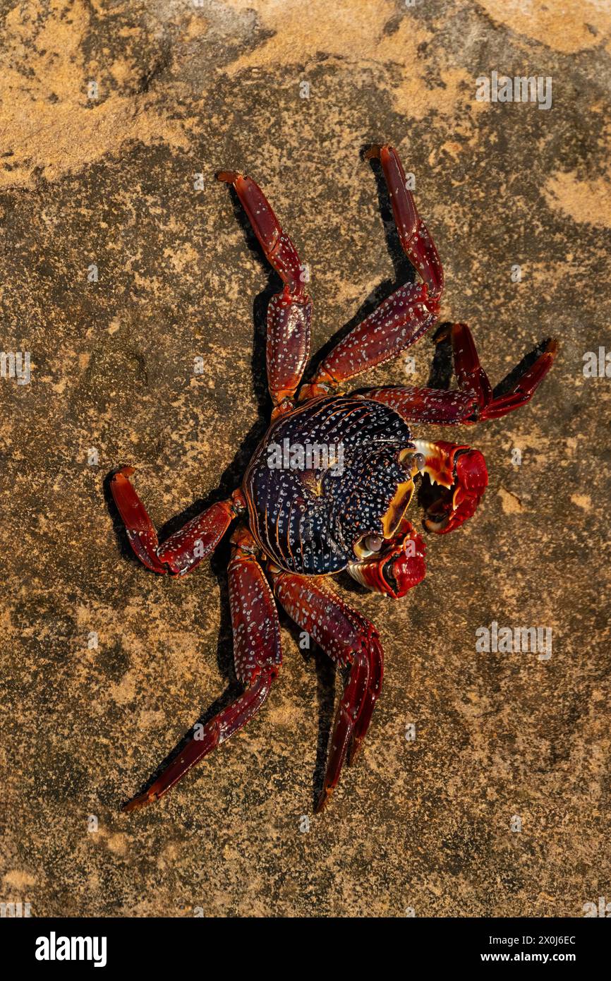 Sally Lightfoot Crab (Grapsus grapsus) auf den Klippen von Punta Colorada, San Jose Island, Baja California Sur, Mexiko. Stockfoto
