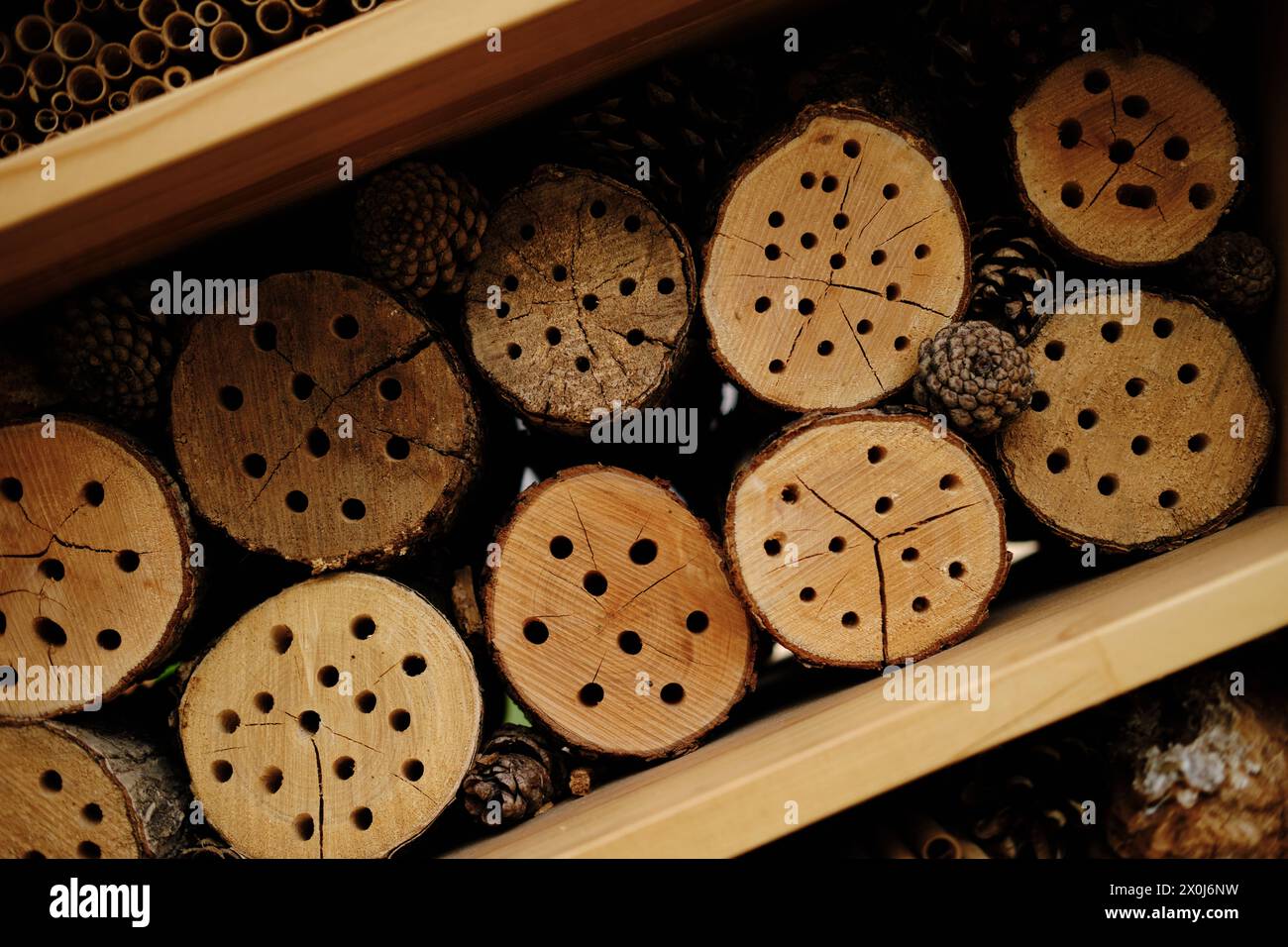 Das handgefertigte Hotel mit Holzbienen befindet sich im botanischen Garten im Zentrum von Belgrad, der Hauptstadt Serbiens. Löcher für Insekten zwischen Kegeln und W Stockfoto