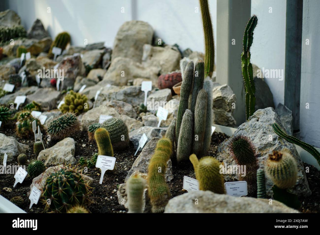 Flora in einem Gewächshaus im botanischen Garten Jevremovac in Belgrad. Eine Ausstellung von wilden und heimischen Kaktuspflanzen aus der Wüste Stockfoto