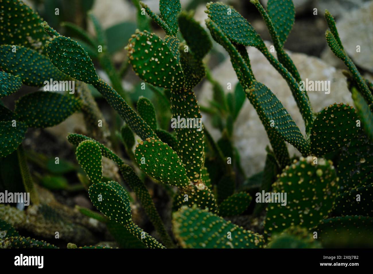 Flora in einem Gewächshaus im botanischen Garten Jevremovac in Belgrad. Eine Ausstellung von wilden und heimischen Kaktuspflanzen aus der Wüste Stockfoto