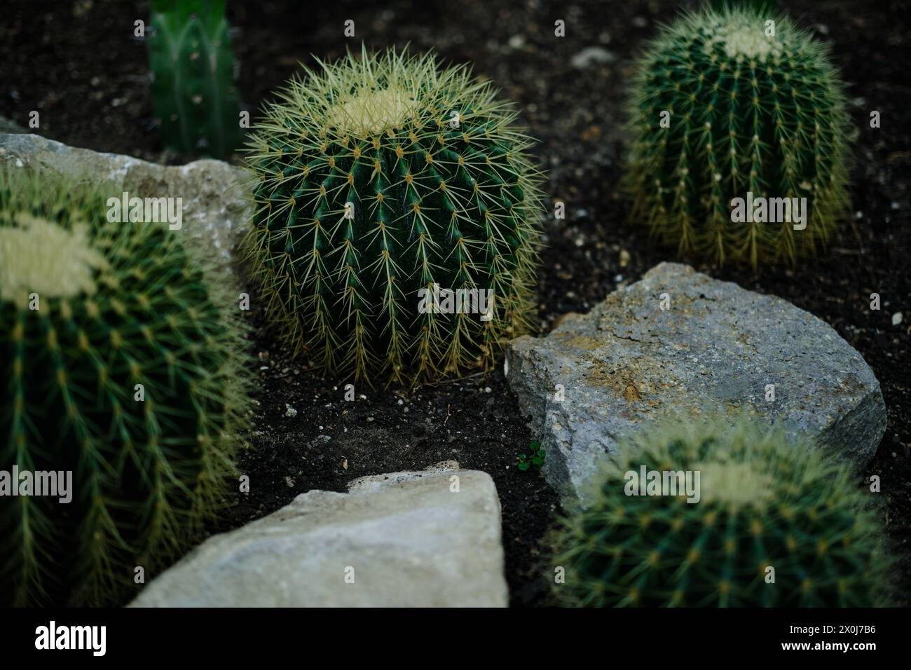 Flora in einem Gewächshaus im botanischen Garten Jevremovac in Belgrad. Eine Ausstellung von wilden und heimischen Kaktuspflanzen aus der Wüste Stockfoto