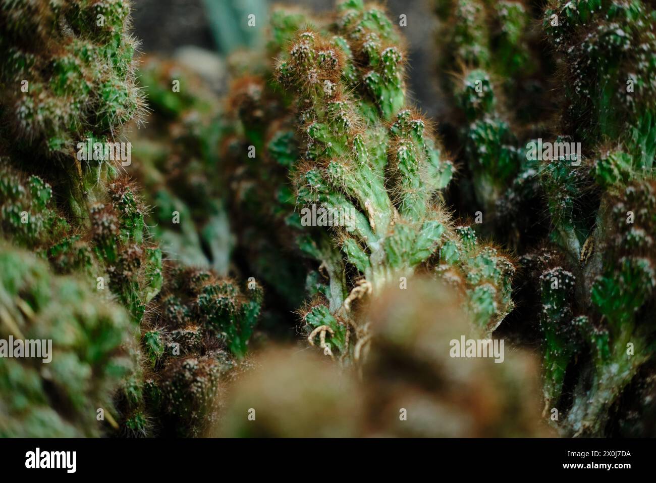 Flora in einem Gewächshaus im botanischen Garten Jevremovac in Belgrad. Eine Ausstellung von wilden und heimischen Kaktuspflanzen aus der Wüste Stockfoto