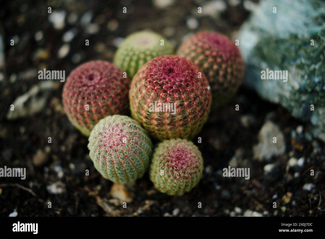 Flora in einem Gewächshaus im botanischen Garten Jevremovac in Belgrad. Eine Ausstellung von wilden und heimischen Kaktuspflanzen aus der Wüste Stockfoto