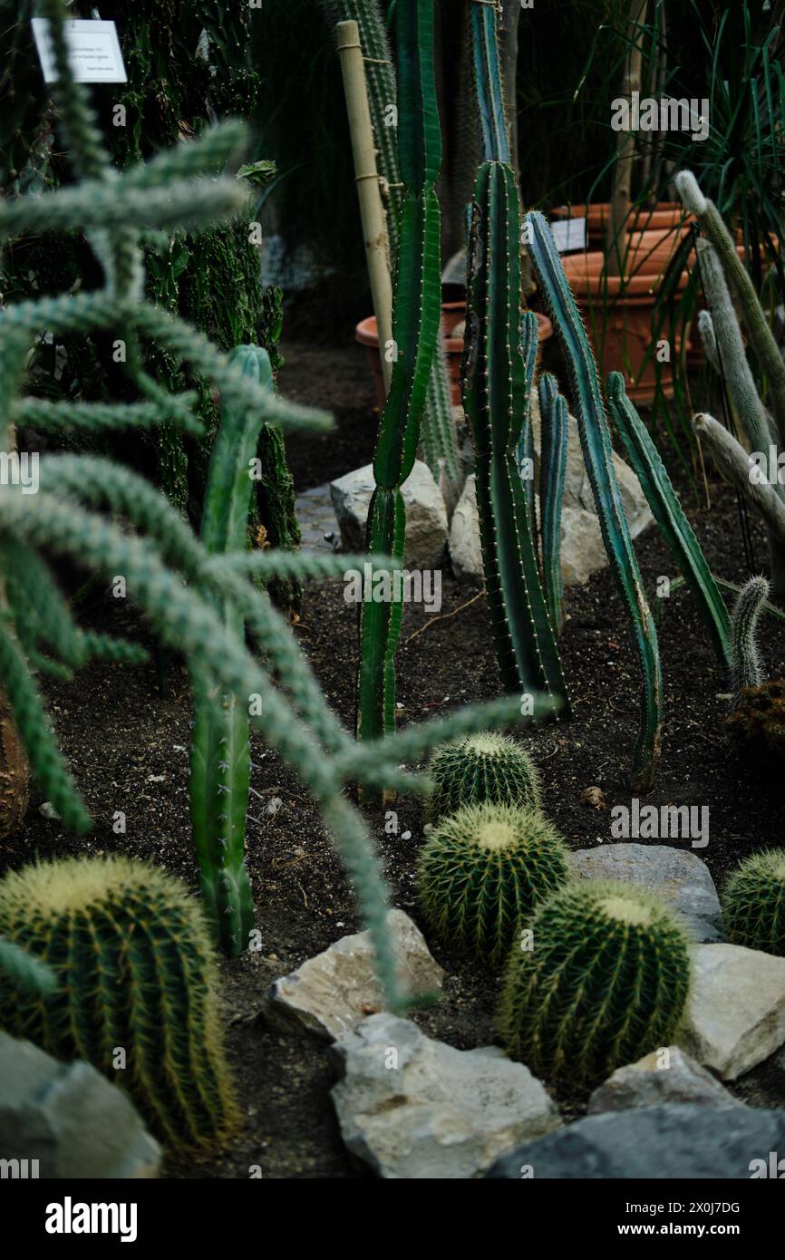 Flora in einem Gewächshaus im botanischen Garten Jevremovac in Belgrad. Eine Ausstellung von wilden und heimischen Kaktuspflanzen aus der Wüste Stockfoto