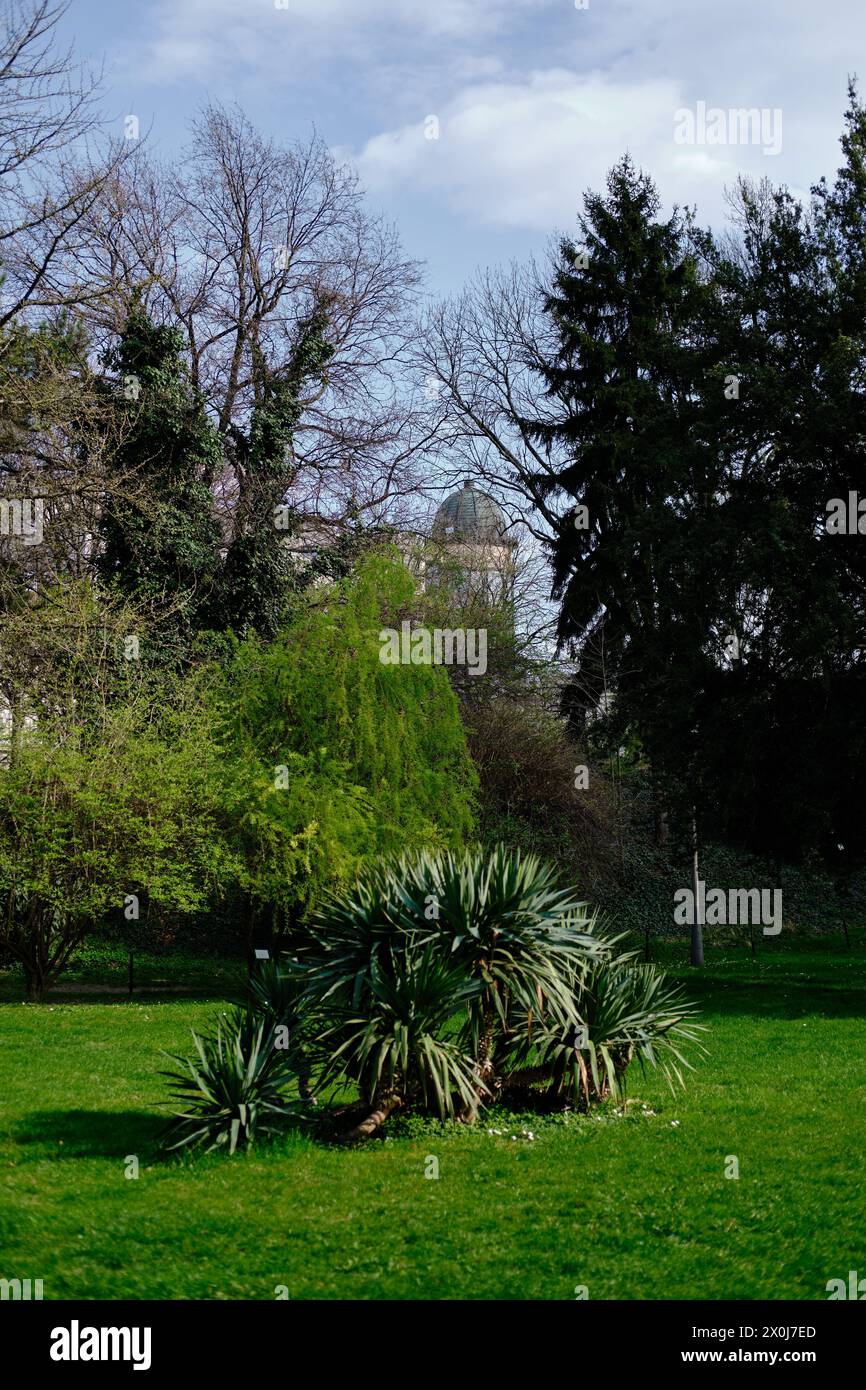 Yucca ist eine Gattung von mehrjährigen Sträuchern und Bäumen der Familie Asparagaceae, Unterfamilie Agavoideae. Botanischer Garten Jevremovac , Belgrad - Serbien in spr Stockfoto