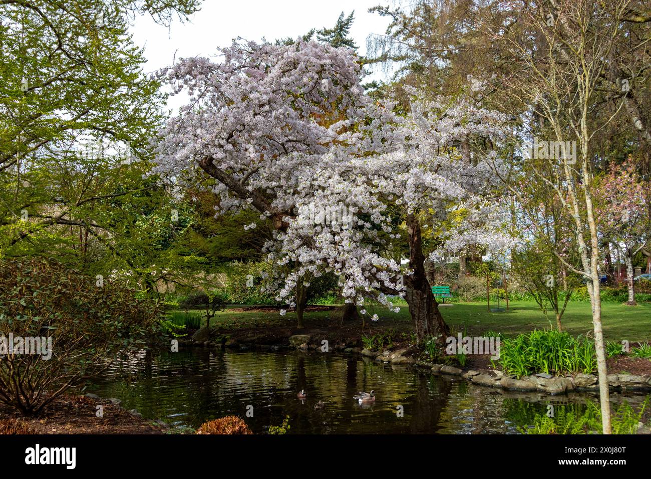 Frühlingslandschaften im Beacon Hill Park im schönen Victoria, British Columbia, Kanada. Stockfoto