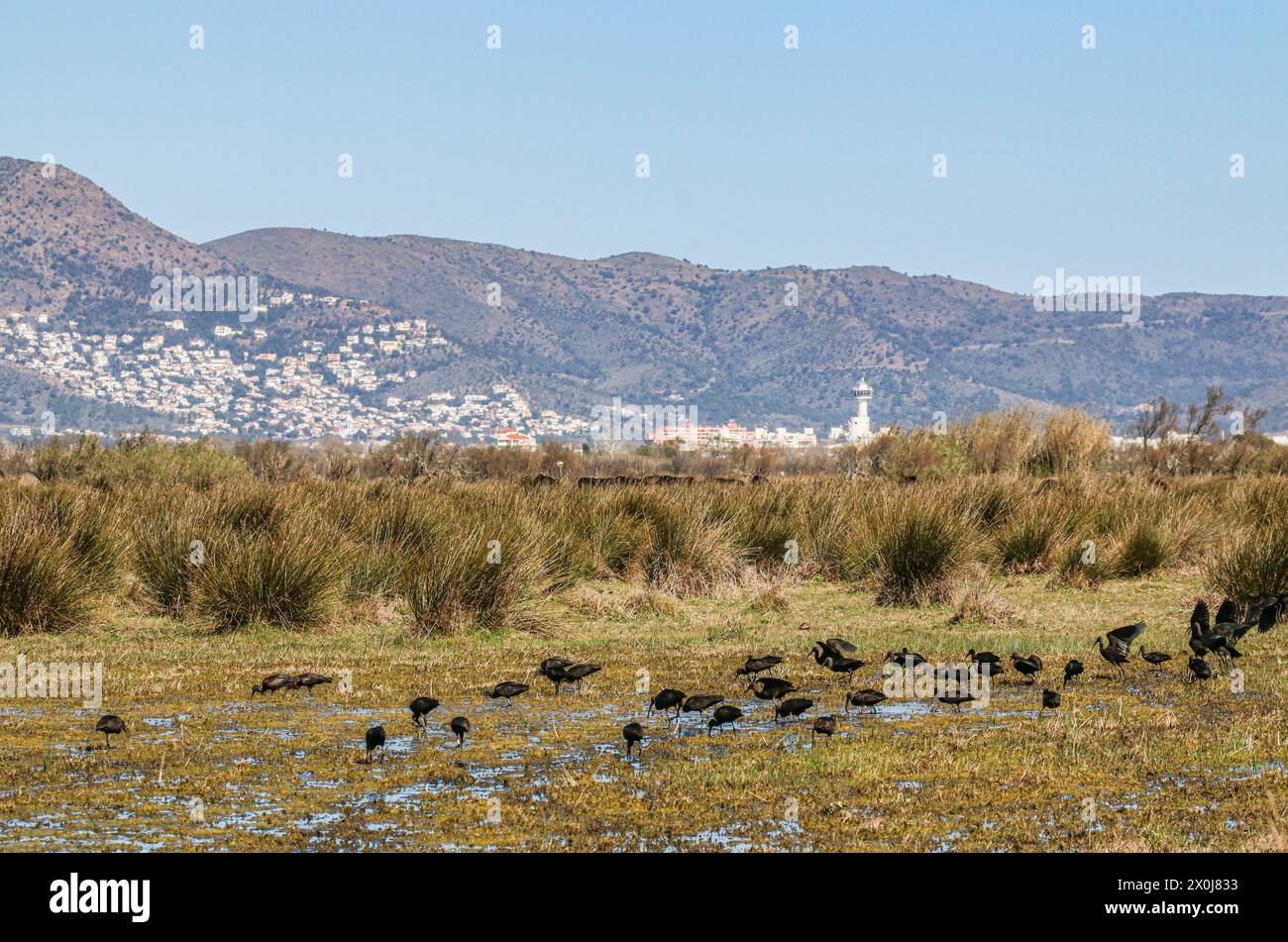 Eine Gruppe von Hochglanz-Ibis-Fütterung im Sumpf in der Nähe der Stadt Roses, Naturschutzgebiet Aiguamolls de l'Emporda, Katalonien, Spanien Stockfoto