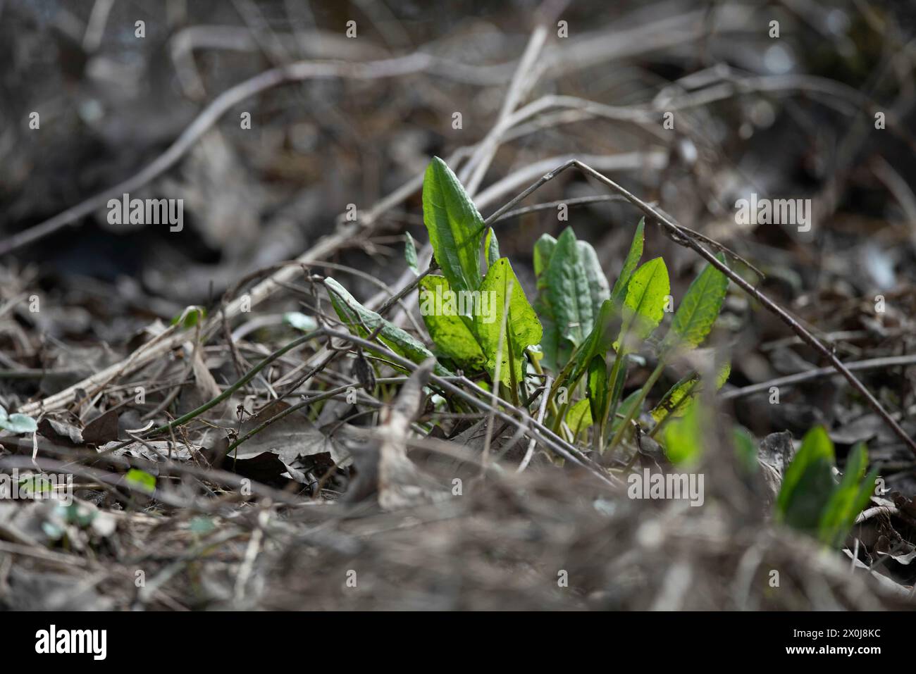 Wilder Sauerampfer wächst auf trockenem Waldboden. Stockfoto