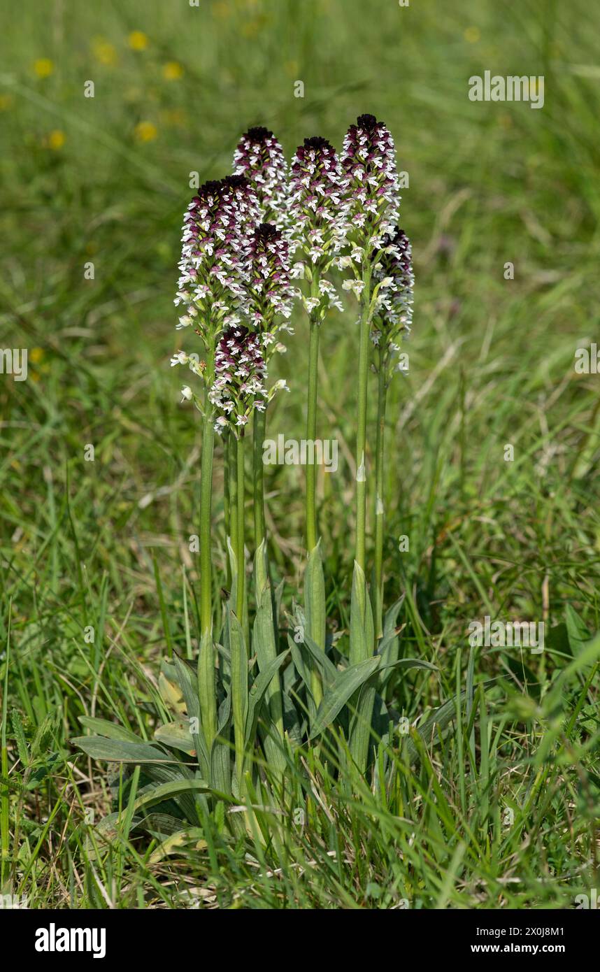 Gruppe von drei blühenden Pflanzen der Orchis ustulata, Kaiserstuhl, Baden-Würtemberg Stockfoto