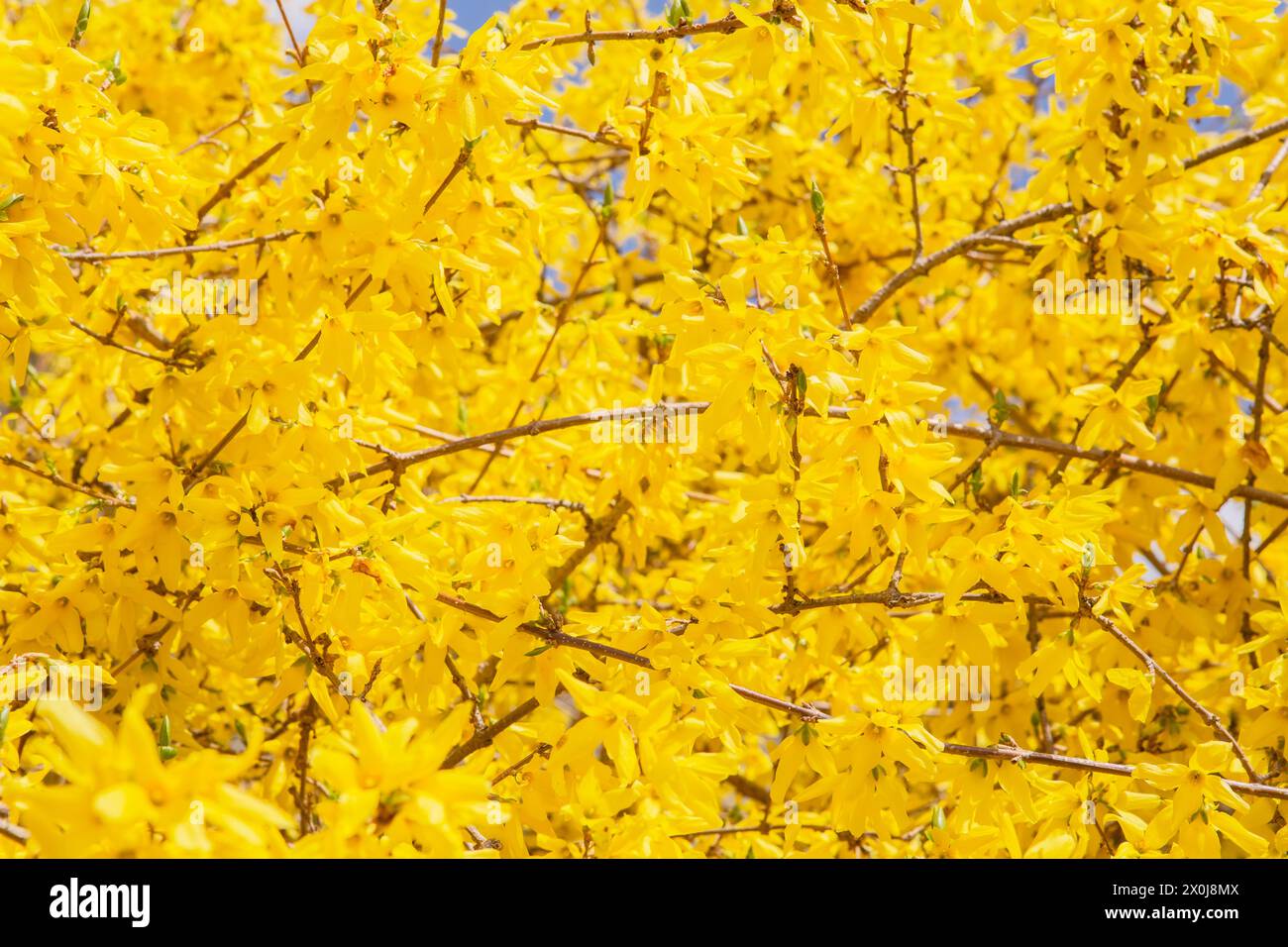 Blühender Forsythienstrauch, Nahaufnahme Stockfoto
