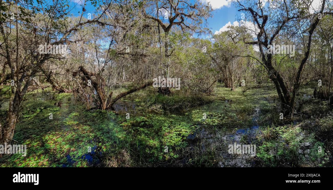 Sumpf im Kirby Storter Roadway Park, Ochopee, Florida, USA Stockfoto
