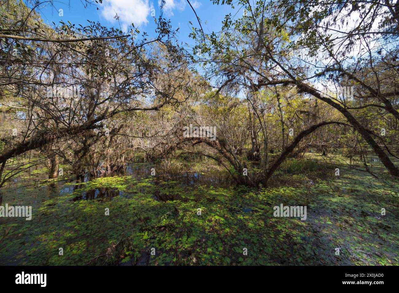 Sumpf im Kirby Storter Roadway Park, Ochopee, Florida, USA Stockfoto