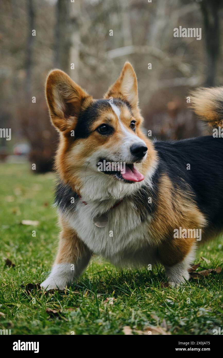 Der walisische Corgi ist ein kleiner Hirtenhund mit einem dreifarbigen Fell aus weißem, braunem und schwarzem Fell. Bekannt für ihre Loyalität und ihre kurzen Beine, haben sie einen Freund Stockfoto