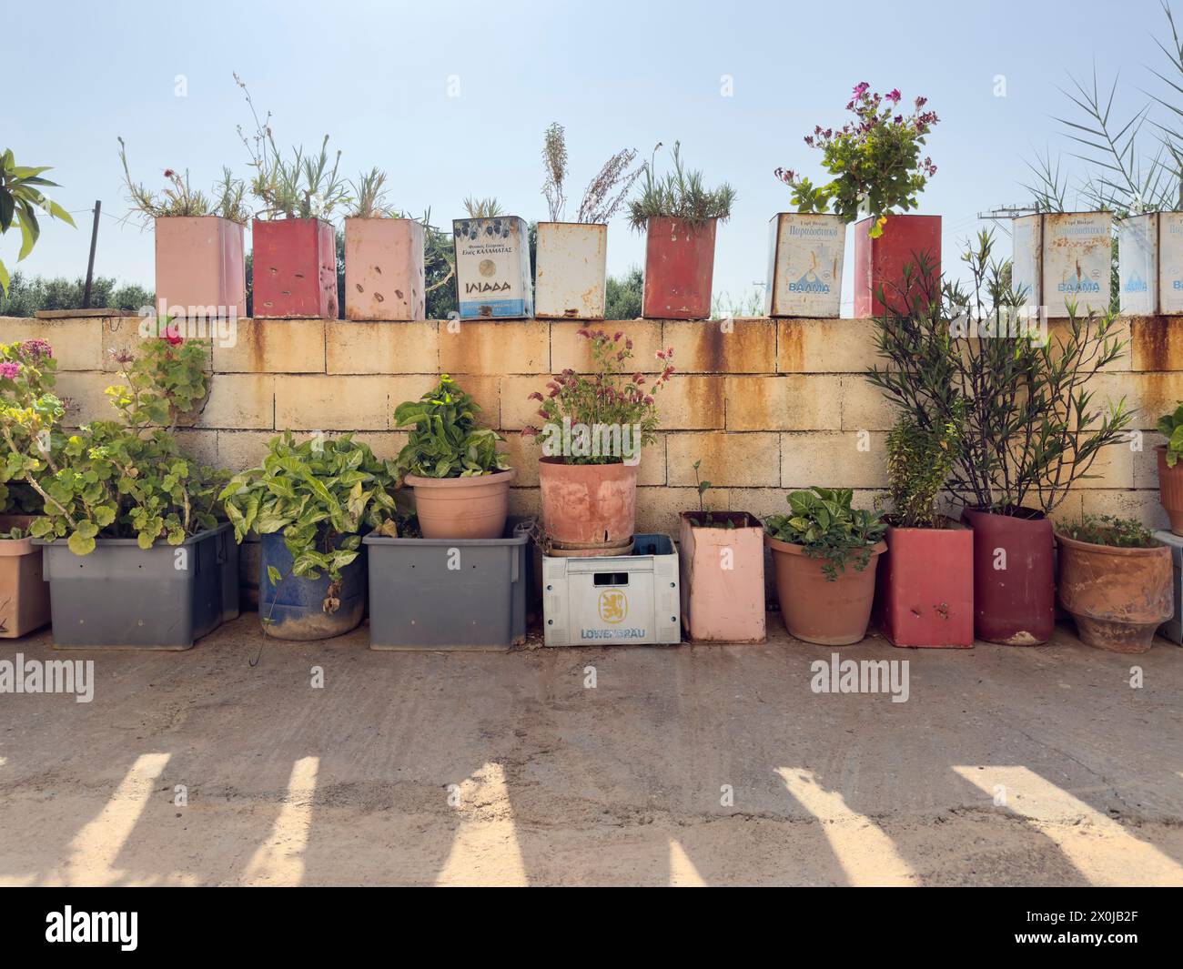 Zierpflanzen in Olivenölkanistern, Kisten und Eimern auf der Urlaubsinsel Kreta Stockfoto