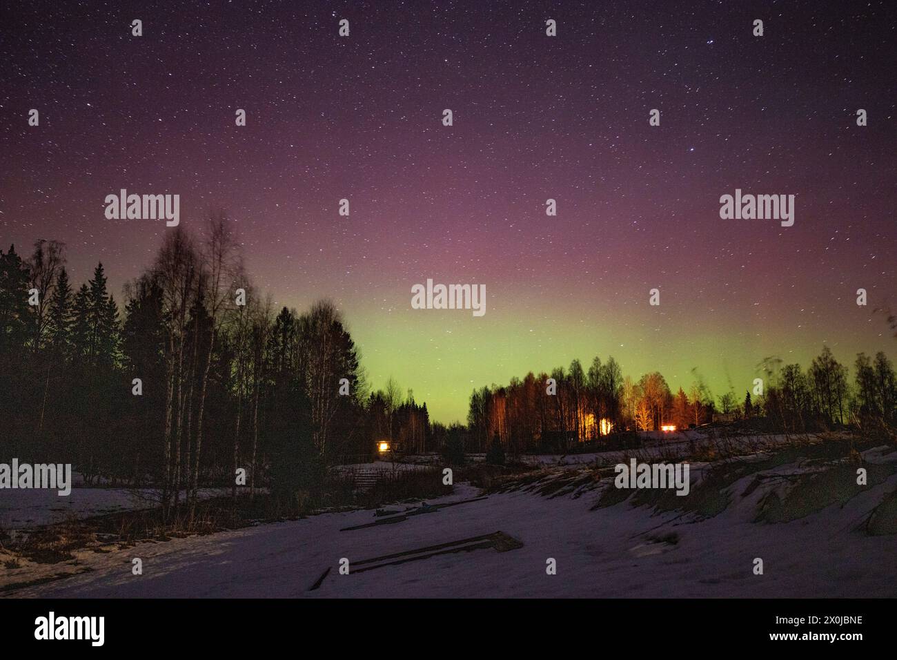 Die Nordlichter am blauen Himmel mit Sternen direkt über einem roten schwedischen Holzhaus und die Bäume im Garten zu Beginn des Winters mit Schnee und Eis. Fengersfors, Schweden Stockfoto